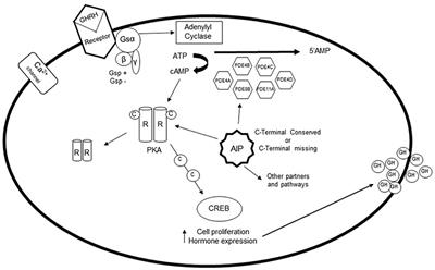 Phosphodiesterases and cAMP Pathway in Pituitary Diseases